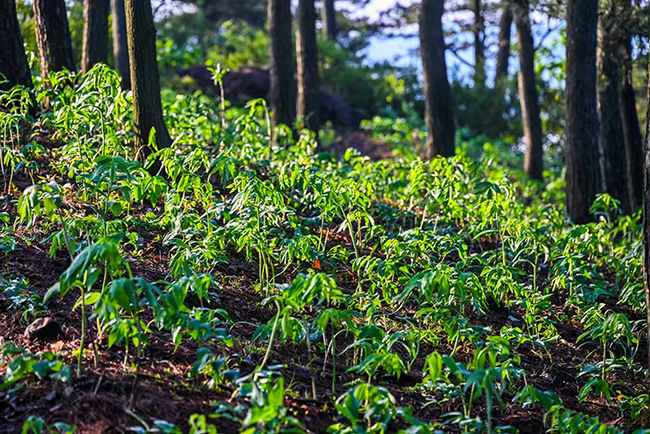 浙東藥谷：一谷悠然   藥香滿(mǎn)徑
